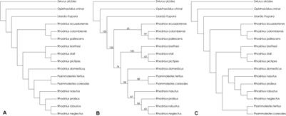 Historical Biogeography and the Evolution of Hematophagy in Rhodniini (Heteroptera: Reduviidae: Triatominae)